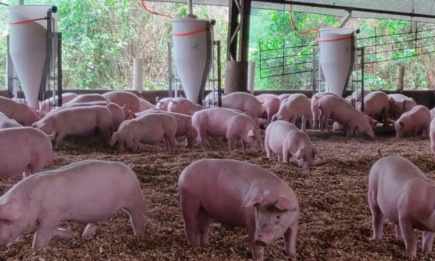 Planejamento nutricional impulsiona produtividade da Granja Camari, vencedora do prêmio Agriness Melhores da Suinocultura 2022