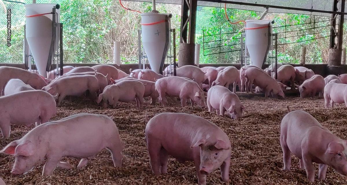 Planejamento nutricional impulsiona produtividade da Granja Camari, vencedora do prêmio Agriness Melhores da Suinocultura 2022