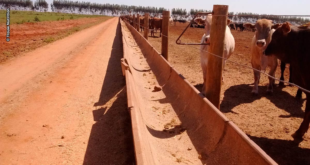 A chave para o sucesso na pecuária: leitura de cocho eficiente influencia desempenho dos animais