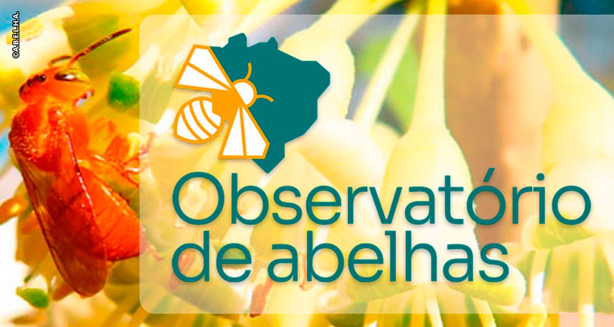Observatório Brasileiro de Abelhas mira a mortandade de polinizadores