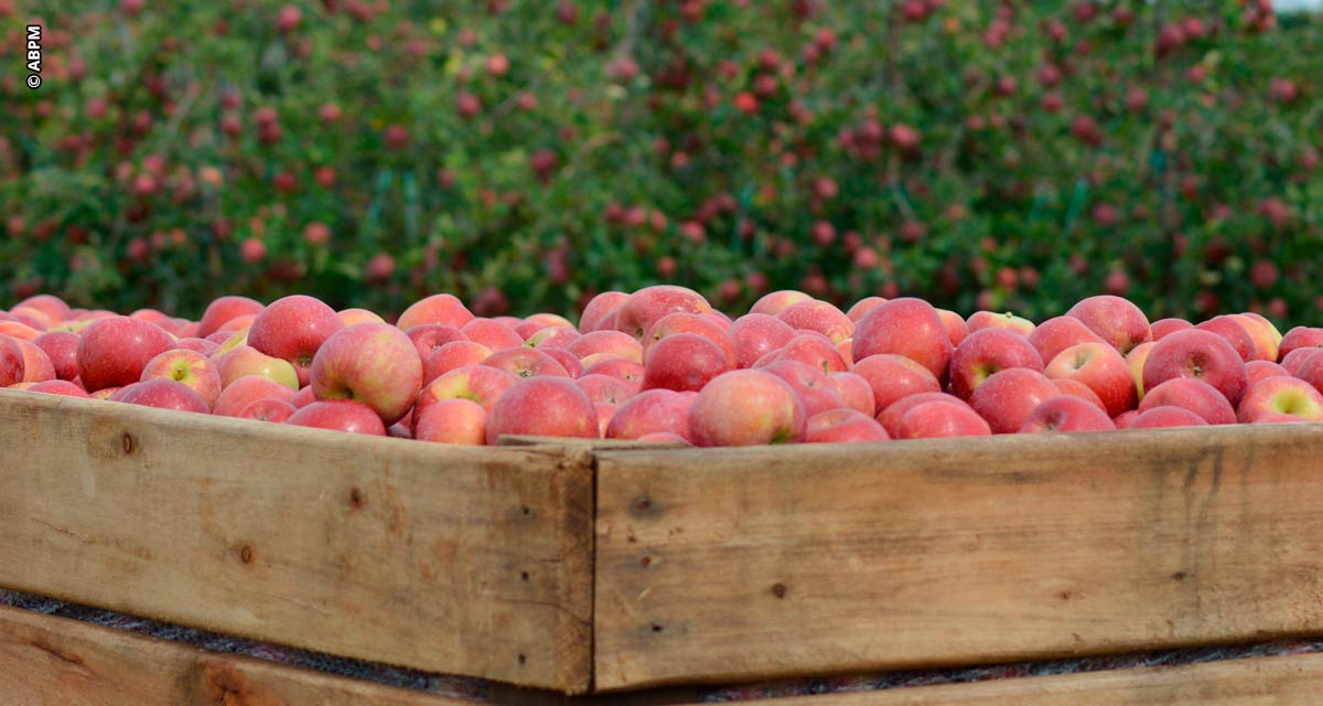 Maçã brasileira tem safra marcada por frutas ainda mais saborosas