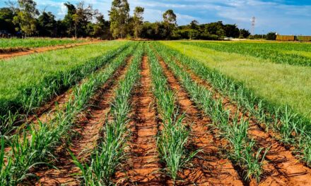 ADAMA estará na Coopercitrus Expo 2023 com programa Bom de Cana, formulações exclusivas e biossoluções para diferentes culturas