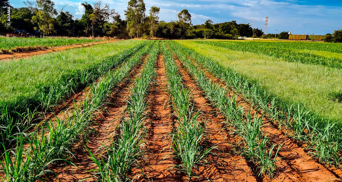 ADAMA estará na Coopercitrus Expo 2023 com programa Bom de Cana, formulações exclusivas e biossoluções para diferentes culturas