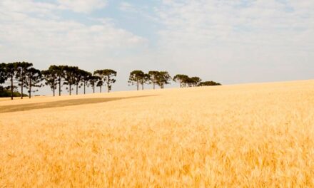 Com forte influência do El Niño no Sul, produtores de culturas de inverno devem estar mais atentos à janela de aplicação de defensivos