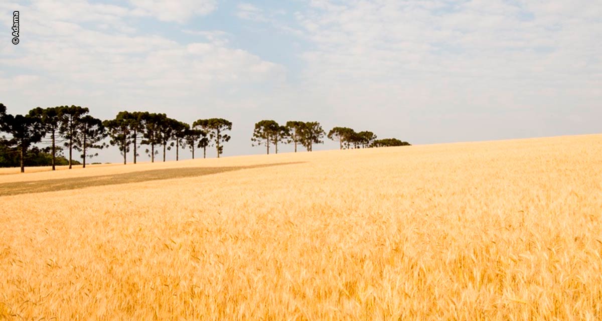 Com forte influência do El Niño no Sul, produtores de culturas de inverno devem estar mais atentos à janela de aplicação de defensivos