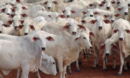 Importância de Norte e Nordeste cresce na pecuária e Assocon se destaca na luta pelos interesses do setor