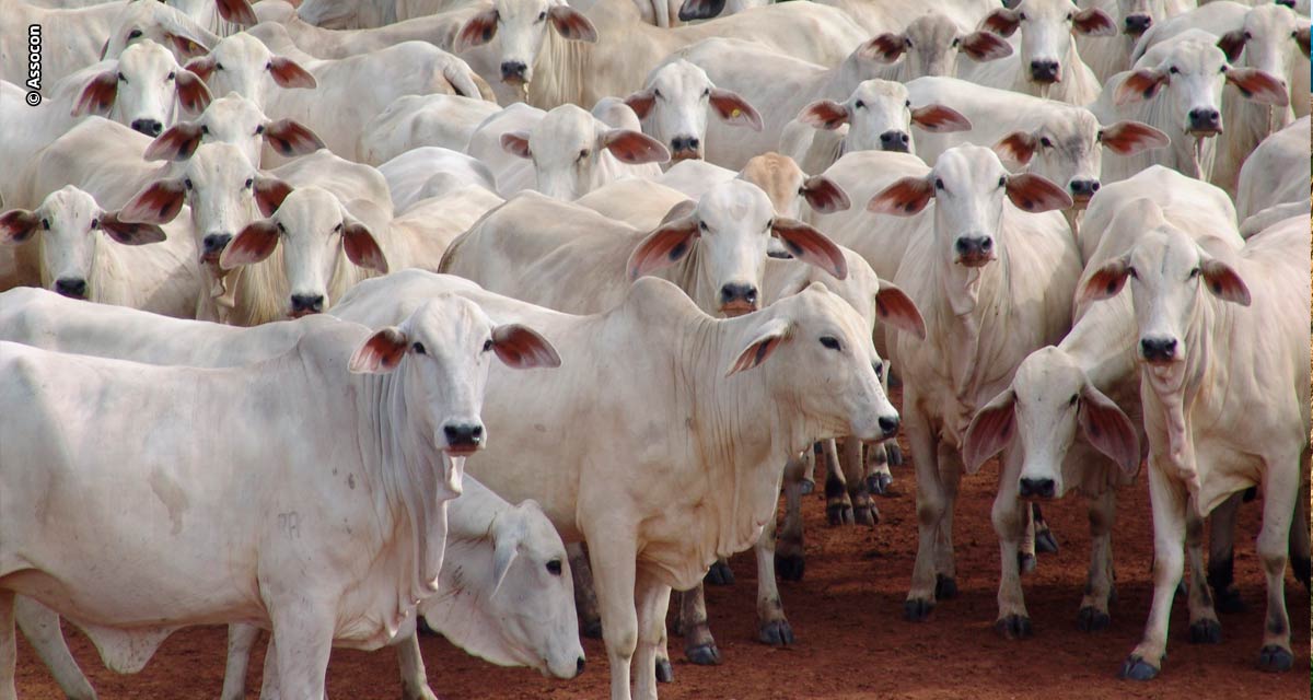 Importância de Norte e Nordeste cresce na pecuária e Assocon se destaca na luta pelos interesses do setor