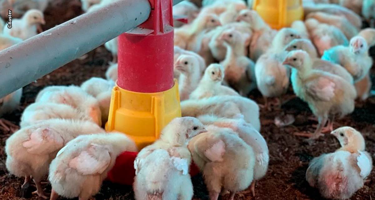 Frangos de corte têm melhor conversão alimentar no inverno, mas desafio é uniformidade de lotes