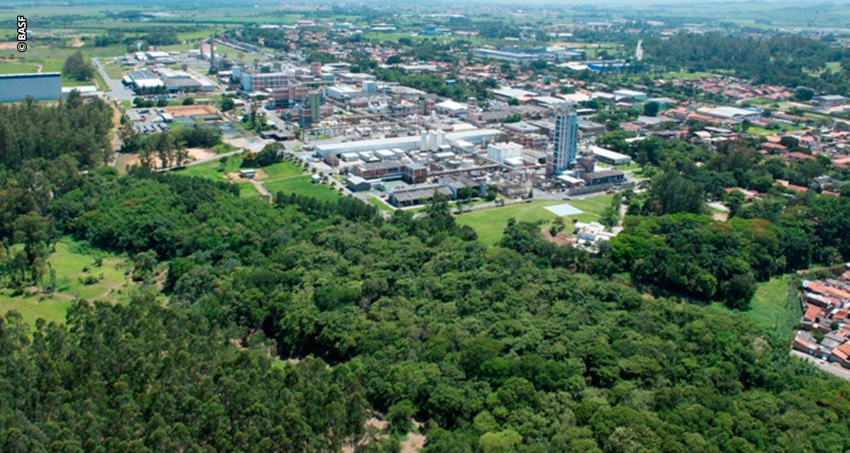 Dia Nacional de Proteção às Florestas: BASF mostra como a produção química e o reflorestamento andam juntos na jornada da Sustentabilidade