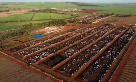 Protocolo sanitário antecipado garante mais eficiência no confinamento