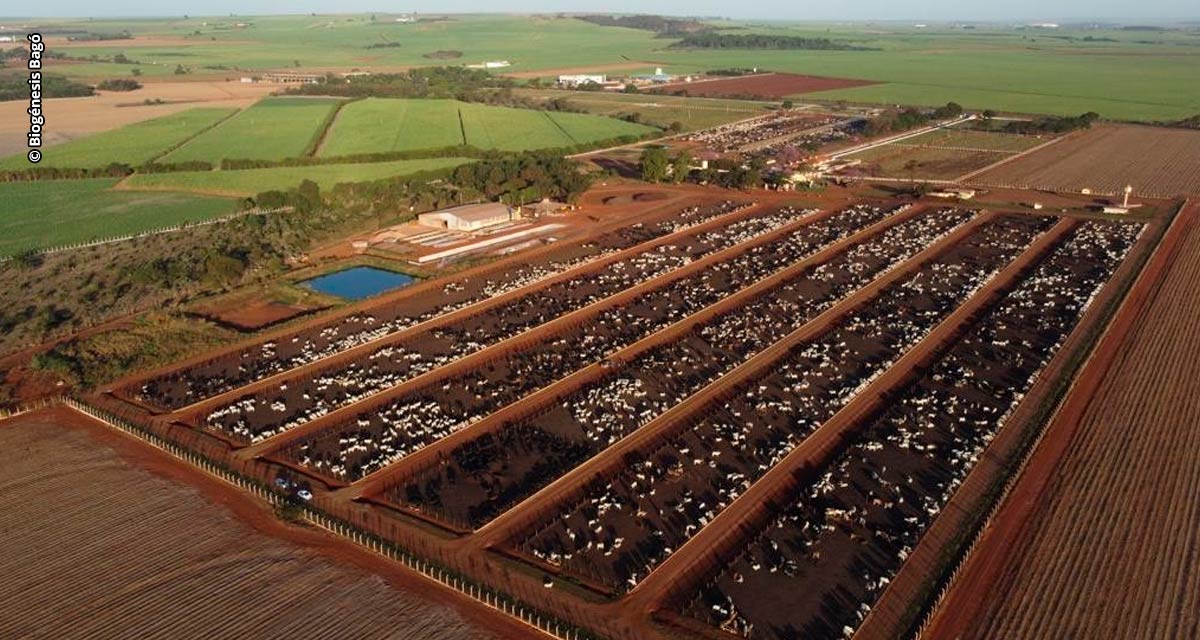 Protocolo sanitário antecipado garante mais eficiência no confinamento