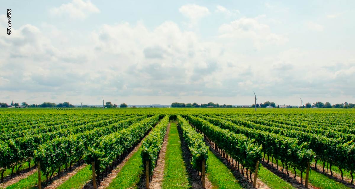 Mudanças climáticas impactam agricultura e setor necessita de melhor gestão