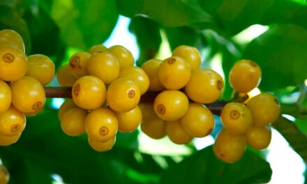 5º Fórum Café e Clima da Cooxupé abordará relação da fisiologia das plantas com a atual safra cafeeira