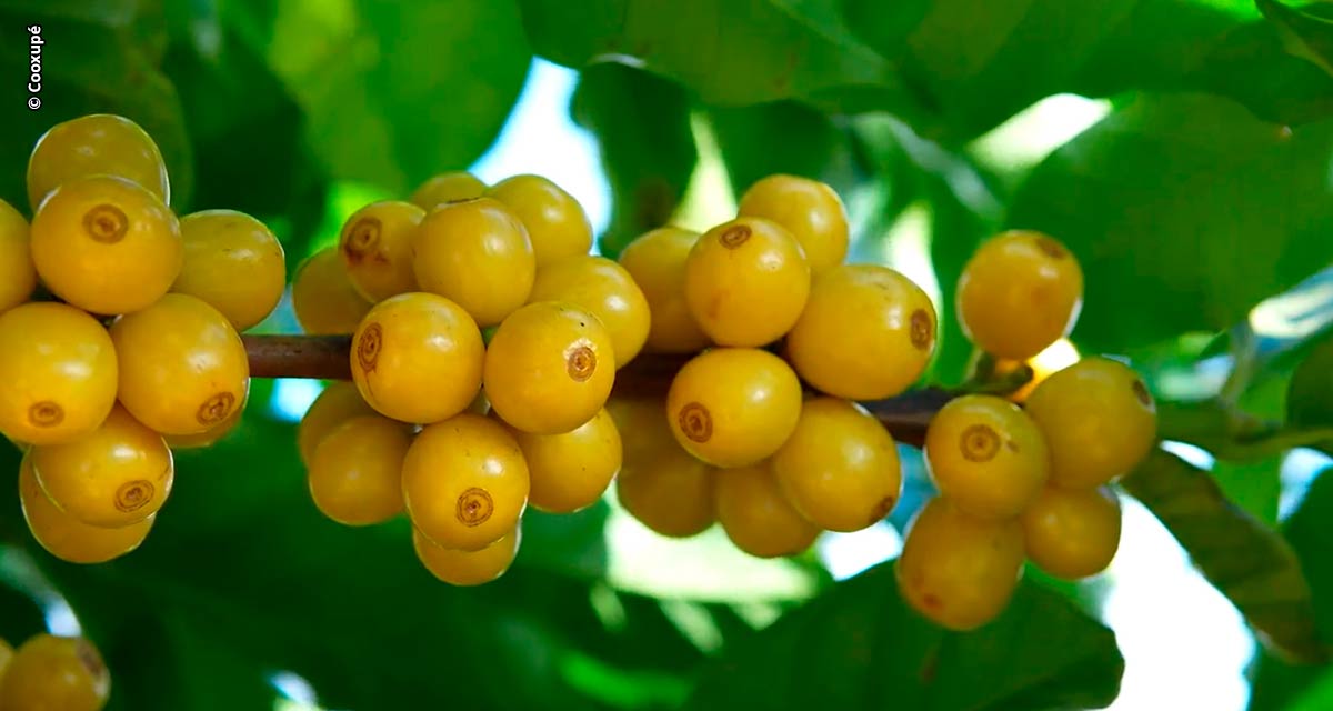 5º Fórum Café e Clima da Cooxupé abordará relação da fisiologia das plantas com a atual safra cafeeira