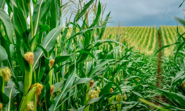 Corteva Agriscience participa do Siconbiol 2023 com soluções biológicas para o manejo das principais culturas agrícolas