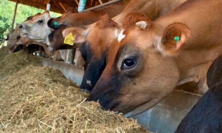 Planejamento nutricional é importante para alta produtividade do rebanho leiteiro