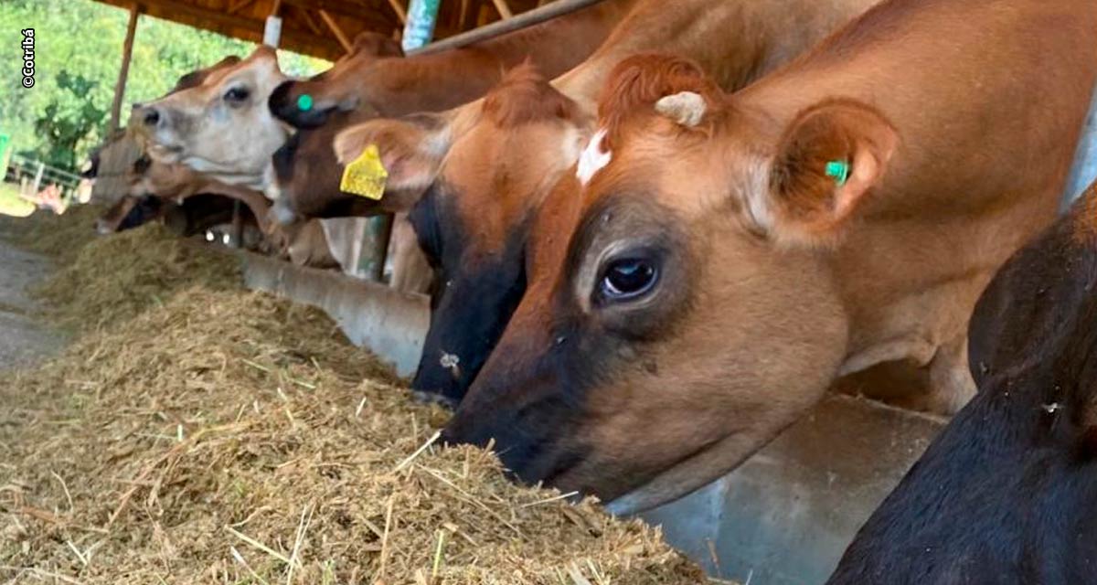 Planejamento nutricional é importante para alta produtividade do rebanho leiteiro