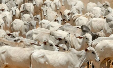 Restrição de crédito a frigoríficos e matadouros é aprovada pela maioria no Sudeste do país