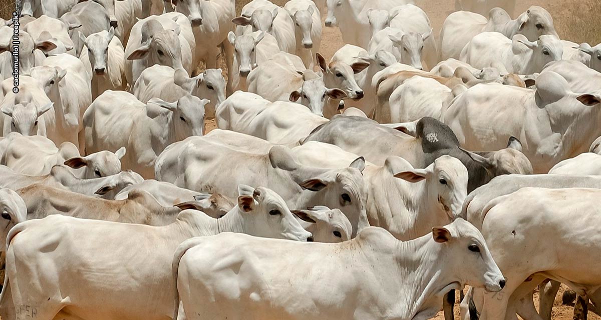 Restrição de crédito a frigoríficos e matadouros é aprovada pela maioria no Sudeste do país