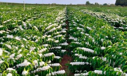 Tecnologias para alavancar a cafeicultura pautam evento no Espírito Santo