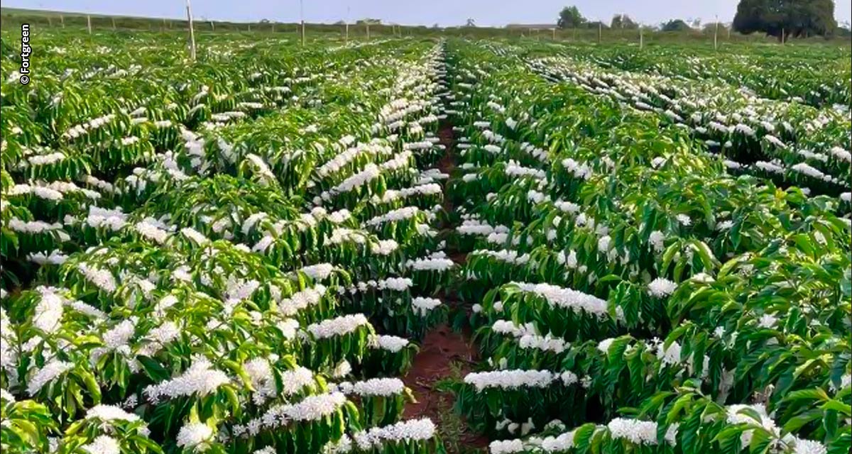 Tecnologias para alavancar a cafeicultura pautam evento no Espírito Santo