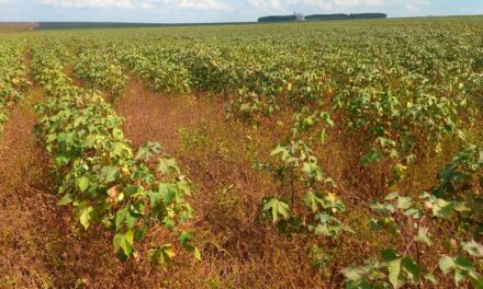 Manejo de plantas daninhas no algodão é difícil e requer atenção