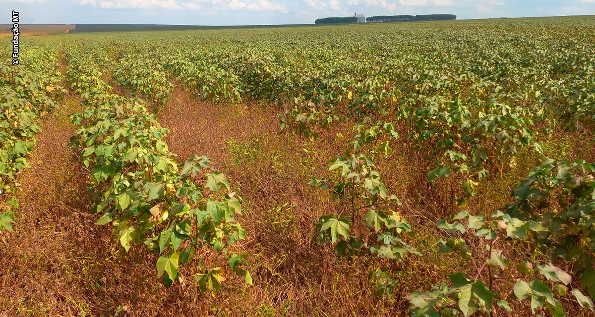 Manejo de plantas daninhas no algodão é difícil e requer atenção