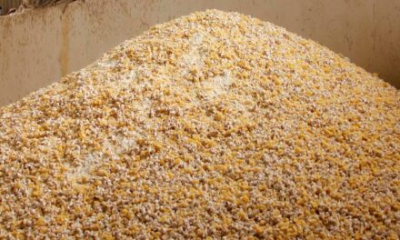 Armazenamento inadequado de grãos pode gerar impacto para nutrição animal