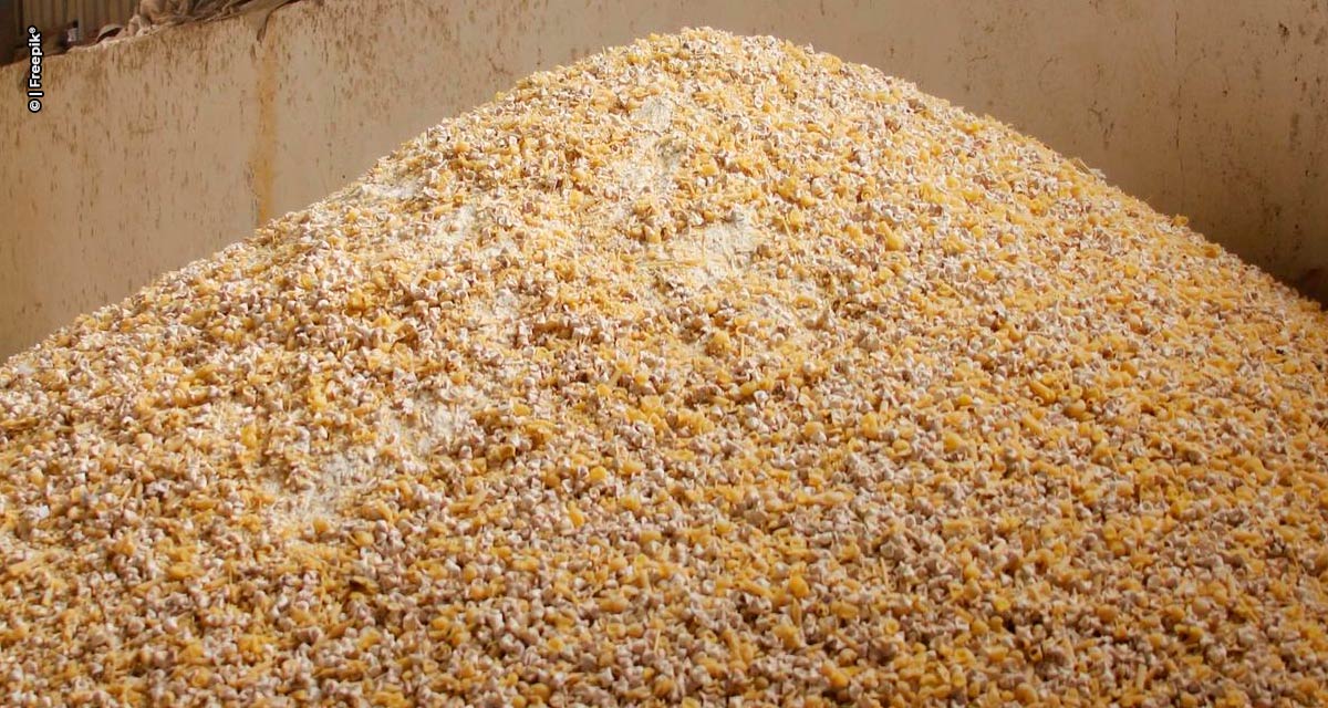 Armazenamento inadequado de grãos pode gerar impacto para nutrição animal