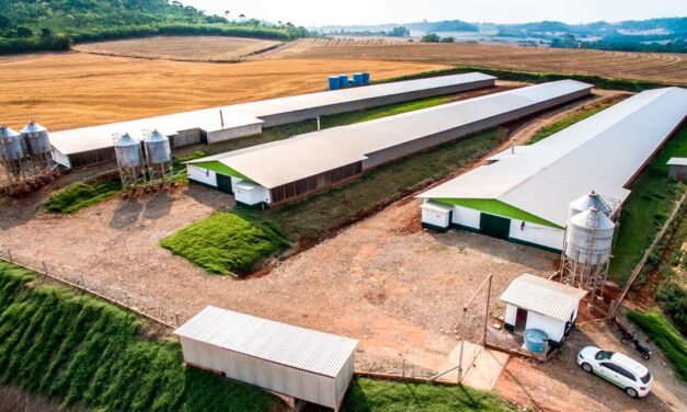 Avicultura do Paraná adota modelo de desenvolvimento sustentável