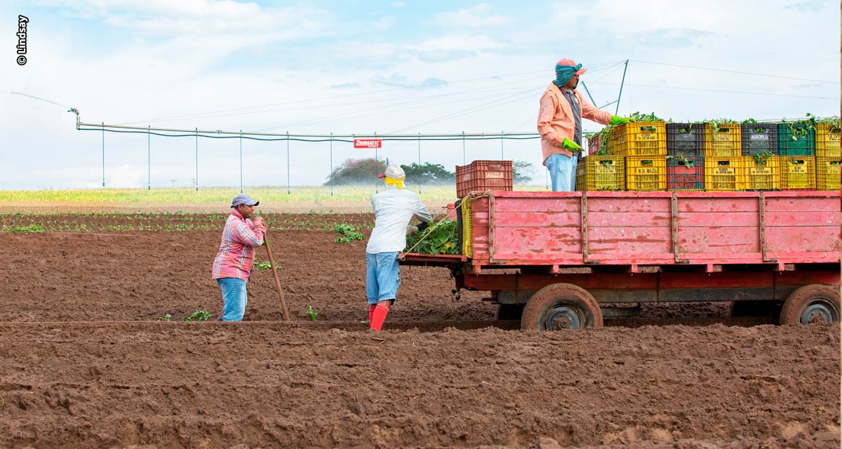 Cooperar é o caminho para aumentar a adesão de tecnologias no campo