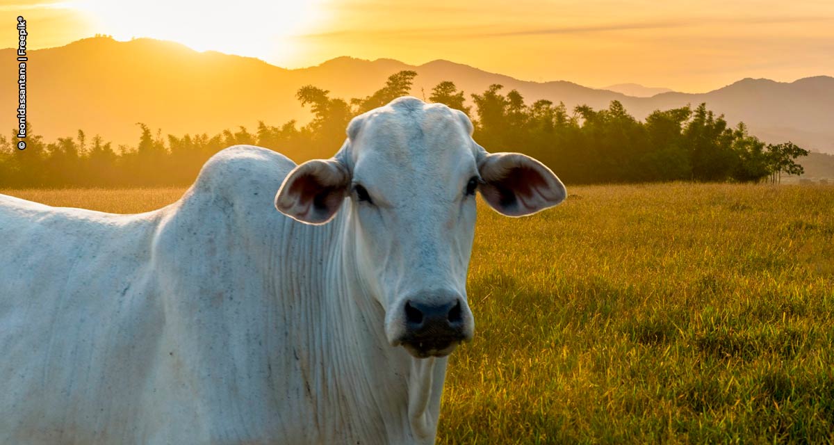 Mesa Brasileira da Pecuária Sustentável reforça sua missão de promover o desenvolvimento sustentável da pecuária brasileira