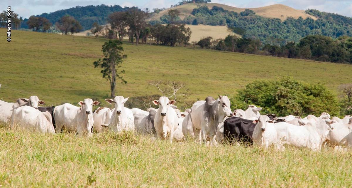 5ª Edição do Programa de Eficiência de Carcaça já conta com mais de 1.100 inscrições