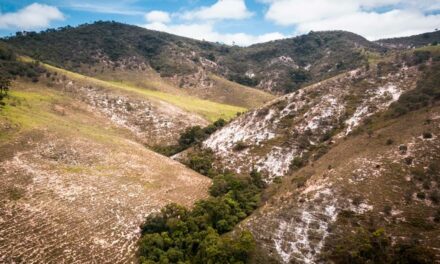 Com mais de 200 hectares, ‘Floresta Naveia’, projeto da marca Naveia com foco em reflorestamento e sequestro de carbono, apresenta resultados impactantes