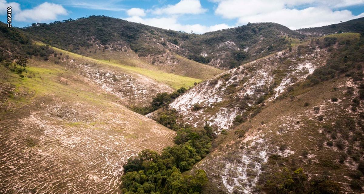 Com mais de 200 hectares, ‘Floresta Naveia’, projeto da marca Naveia com foco em reflorestamento e sequestro de carbono, apresenta resultados impactantes