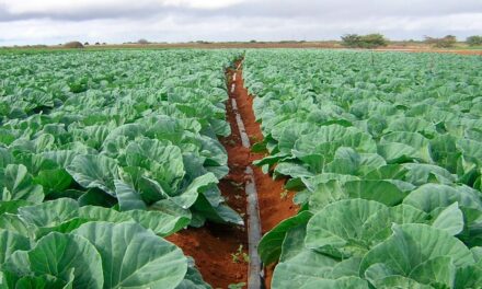 Irrigação de fácil instalação e baixo custo é ideal para produtores de hortaliças