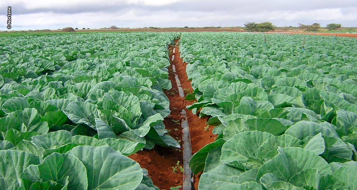 Irrigação de fácil instalação e baixo custo é ideal para produtores de hortaliças