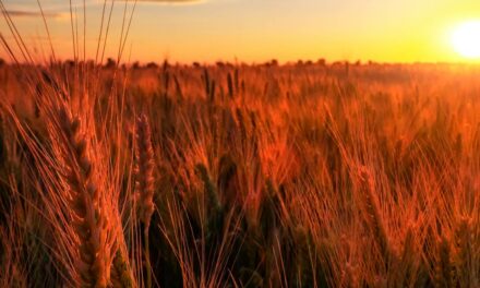 Banco Central aumentará capital do Plantae Agrocrédito após novo aporte de recursos