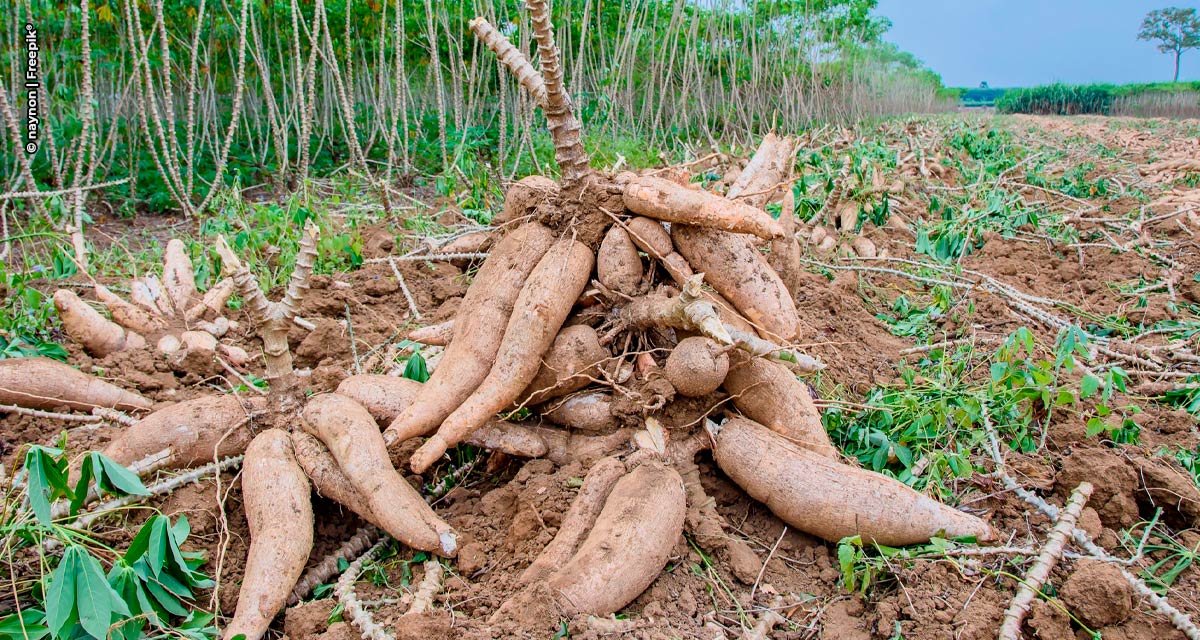 Mandioca: do insumo ao consumo