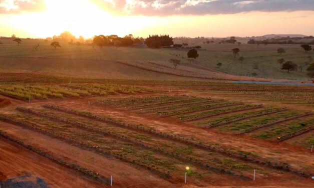 Satis firma nova parceria com a Embrapa Agroenergia