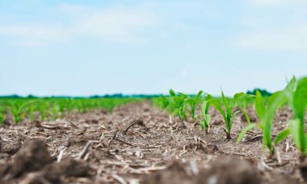 Expansão da área de milho favorece ampliação dos campos de sementes