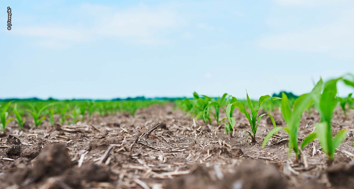 Expansão da área de milho favorece ampliação dos campos de sementes