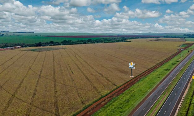 Mais nova opção em híbridos de milho e sorgo, Shull Seeds oferece portfólio moderno