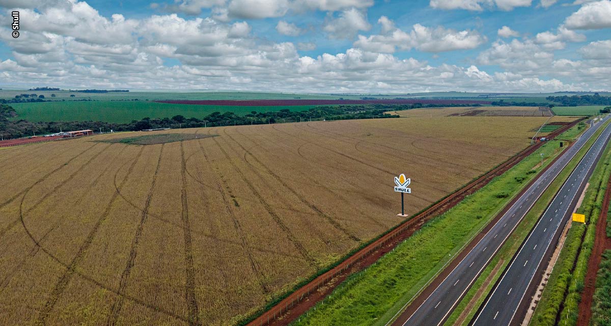 Mais nova opção em híbridos de milho e sorgo, Shull Seeds oferece portfólio moderno