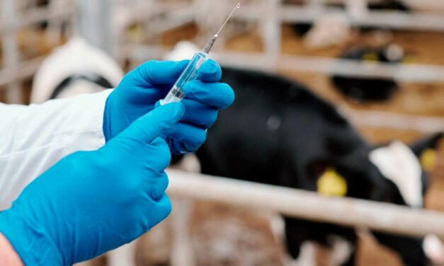 Fim da vacinação contra a febre aftosa reduz tratamentos preventivos na pecuária