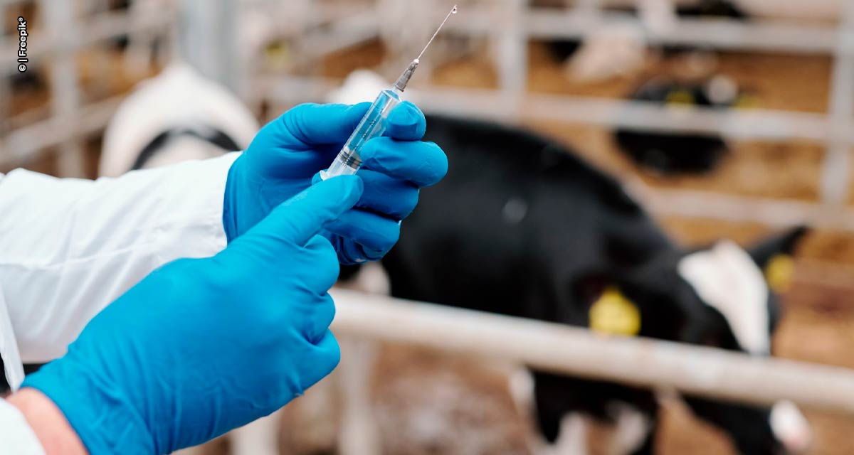 Fim da vacinação contra a febre aftosa reduz tratamentos preventivos na pecuária