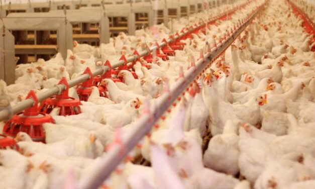 Estudo revela que, em caso extremo, gripe aviária pode causar R$ 21,7 bilhões de prejuízos na economia brasileira