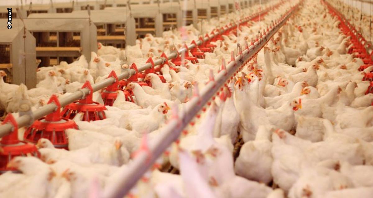 Estudo revela que, em caso extremo, gripe aviária pode causar R$ 21,7 bilhões de prejuízos na economia brasileira