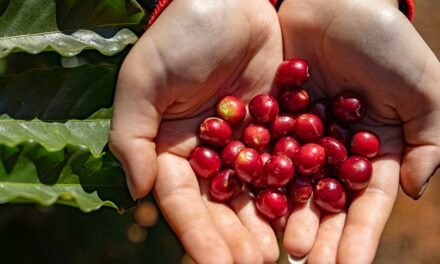 Cafeicultura ganha qualidade com biotecnologia