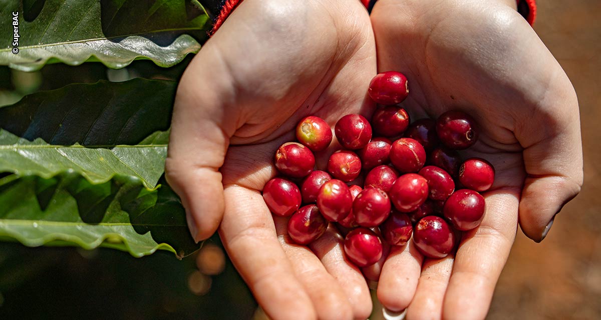 Cafeicultura ganha qualidade com biotecnologia